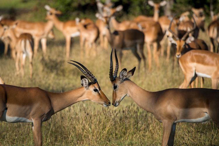En længe planlagt safari kan være svær at droppe, selv om Udenrigsministeriet fraråder ikkenødvendige rejser.  Foto: Heidi Skibsted