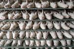 De aflivede minks rigor mortis tager sig surrealistisk ud, fordi den gentages så unaturligt regelret i de sirlige rækker af døde dyr.  Foto: Mads Claus Rasmussen/Ritzau Scanpix