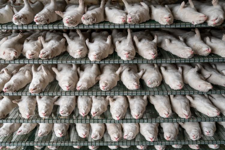 De aflivede minks rigor mortis tager sig surrealistisk ud, fordi den gentages så unaturligt regelret i de sirlige rækker af døde dyr.  Foto: Mads Claus Rasmussen/Ritzau Scanpix