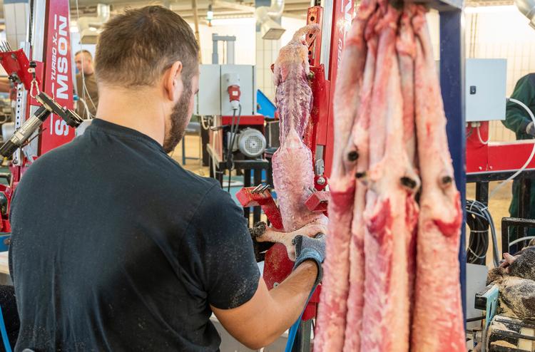   Et pelseri i Varde  er hårdt ramt af coronasmitte og 200 løsarbejdere er sendt hjem. 
 Foto: John Randeris/Ritzau Scanpix