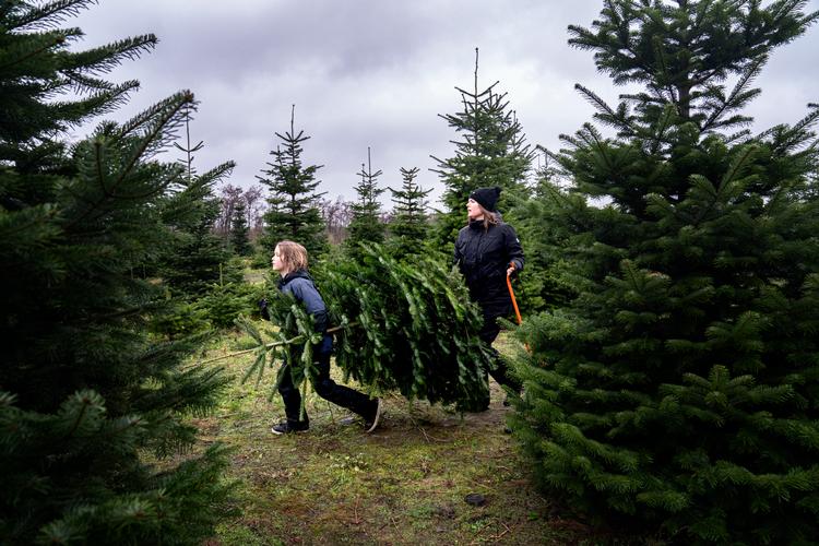 Mange familier landet over har en masse faste ritualer, når det gælder jul. Men ikke alt lader sig gøre, når man skal holde afstand og skrue ned for socialt samvær.  Foto: Ida Guldbæk Arentsen/Ritzau Scanpix