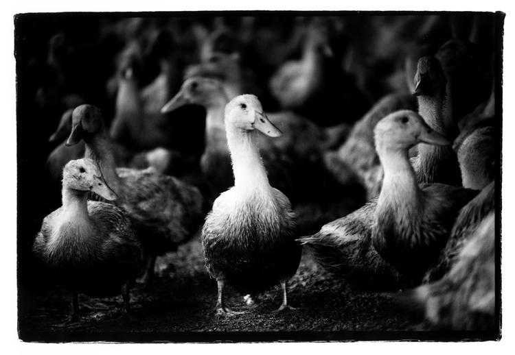 Hvis du vil fjerne bundniveauet, så vælg dansk producerede pekingænder.  De får ikke klippet næbbet (arkivfoto). Foto: Finn Frandsen/POLFOTO