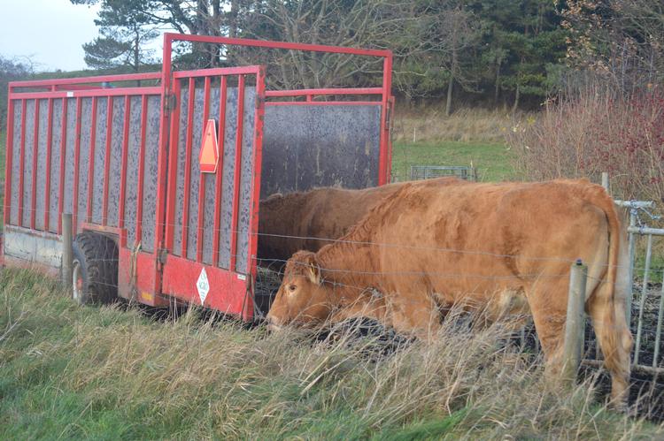 Ikke alle køer er lige vilde med at blive hentet ind fra marken til det indendørs vinterophold.  Foto: Søren Ryge Petersen