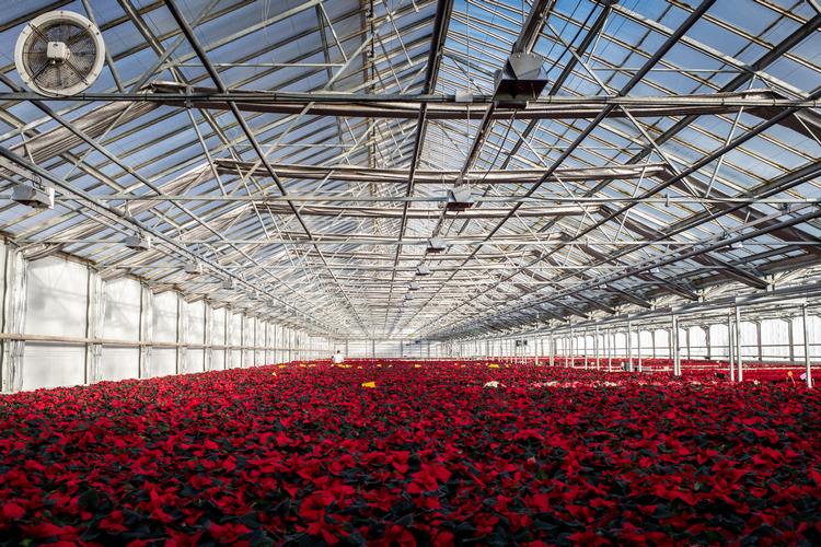 Gartnerierne er ikke tilfredse med regeringens udspil til en grøn skattereform. Her ses julestjerner i gartneriet Graff Growing i Sabro.  Foto: Joachim Ladefoged