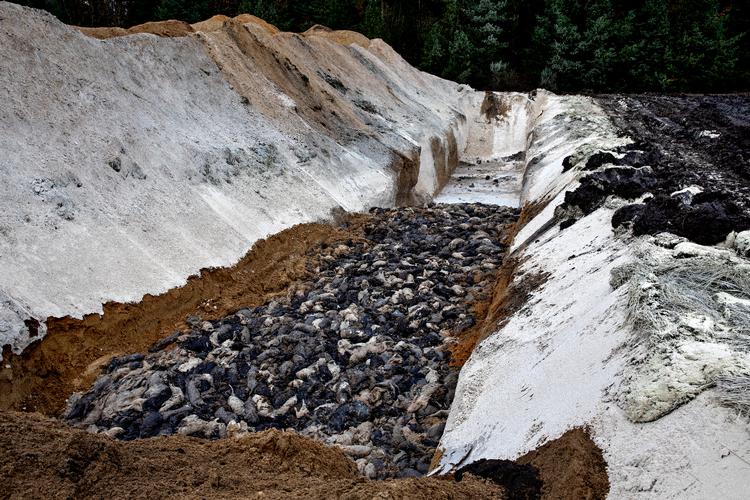 Det ser voldsomt ud med de mange døde mink, der dumpes i to massegrave.
  


 Foto: Jacob Ehrbahn/POLFOTO