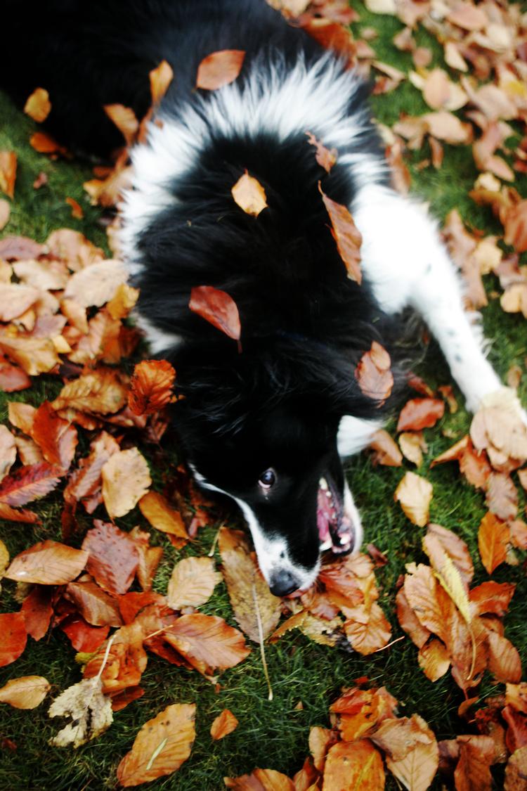 Den er da meget sød, men vi skal ikke have hund. Basta. Eller....  Foto: Mads Nissen/POLFOTO