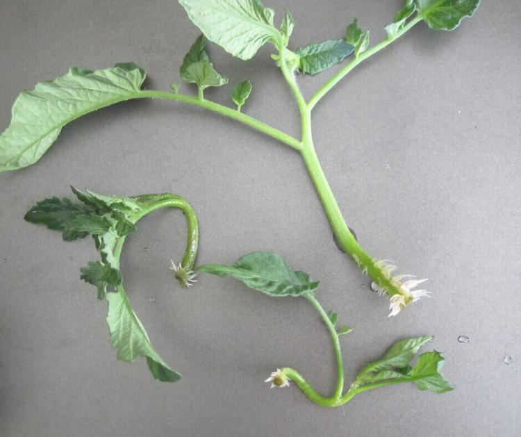 En enkelt tomatplante opførte sig mærkeligt. Privatfoto 