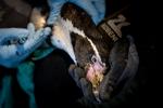 Som en følge af det høje trusselniveau for fugleinfluenza blev pingvinerne i Zoo i København tirsdag vaccineret imod fugleinfluenza. Foto: Mads Claus Rasmussen/Ritzau Scanpix
