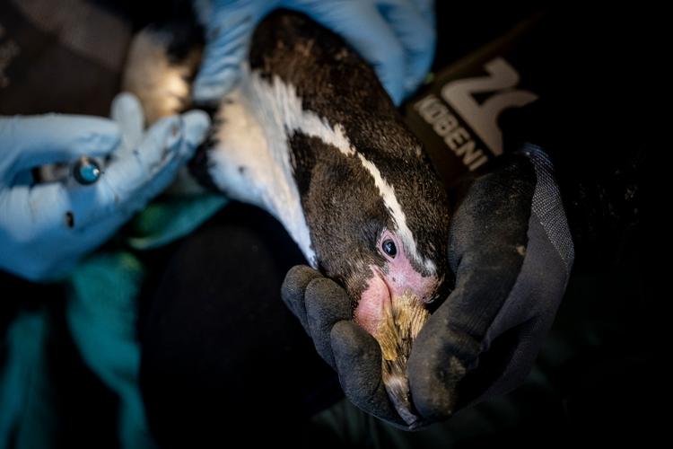 Som en følge af det høje trusselniveau for fugleinfluenza blev pingvinerne i Zoo i København tirsdag vaccineret imod fugleinfluenza. Foto: Mads Claus Rasmussen/Ritzau Scanpix