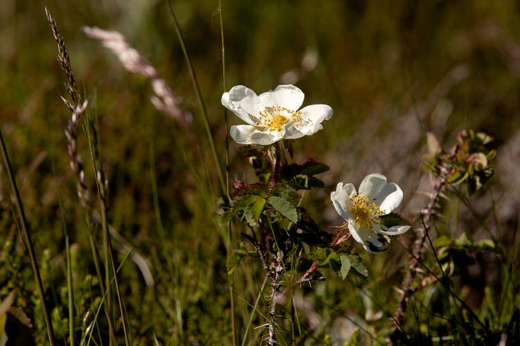 Klitrose i Nationalpark Thy.  Foto: Peter Hove Olesen/POLFOTO