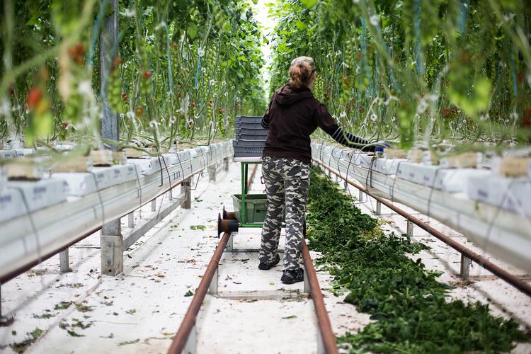 Gartnerier blandt de virksomheder, der bliver ramt af nye energiafgifter. Foto: Janus Engel/POLFOTO