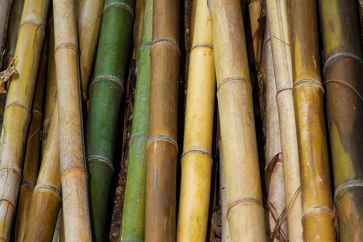 EU har slået fast, at bambus ikke er træ, men græs. Og da dette ikke er søgt godkendt til tilsætning i eksempelvis melamin, kan tallerkner og kopper med bambus ikke godkendes til fødevarer. Foto: Roger L. Smith