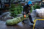 Salget af juletræer på Bopa Plads er steget med 65% siden sidste år. Her pakker medarbejder Felix Lundsteen et af de eftertragtede slanke træer ind.  Foto: Mads Nissen/POLFOTO