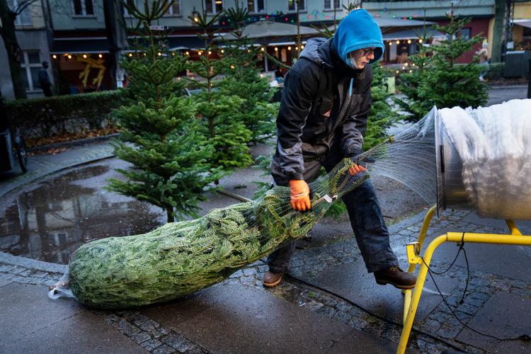 Salget af juletræer på Bopa Plads er steget med 65% siden sidste år. Her pakker medarbejder Felix Lundsteen et af de eftertragtede slanke træer ind.  Foto: Mads Nissen/POLFOTO