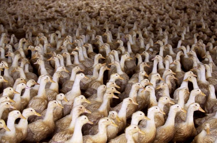 Foto: Finn Frandsen/POLNATURE