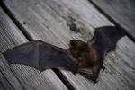 En læser har fået flagermus under sin terrasse. Arkivfoto Ole Steen