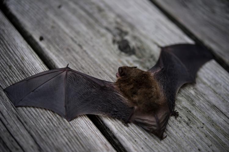 En læser har fået flagermus under sin terrasse. Arkivfoto Ole Steen
