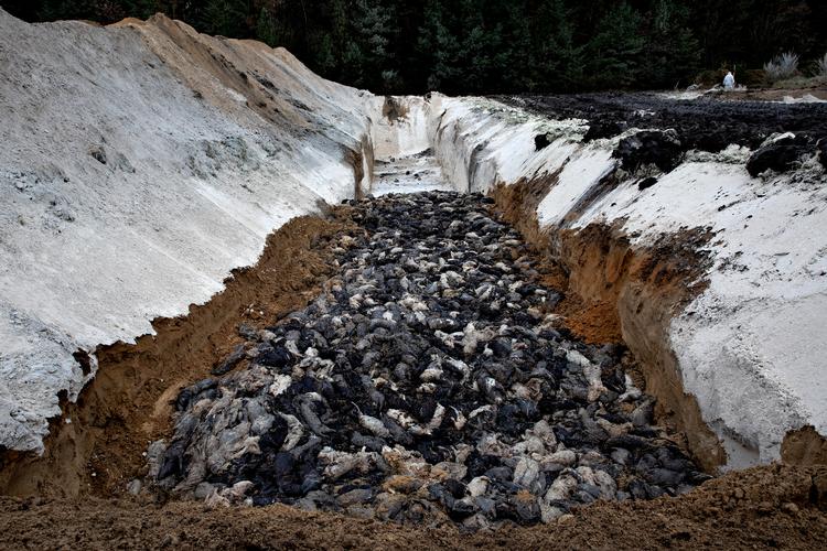 Minkene blev lagt i en bunke på en meters højde, inden renderne blev dækket med kalk og jord.  Foto: Jacob Ehrbahn/POLFOTO