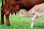 Kvæget havde kopper i England i 1770'erne, og malkepigerne blev ikke smittet af menneskekopper. Det gav først en landmand og siden en læge ideen til at vaccinere mod kopper.  Foto: Carsten Andreasen/POLFOTO