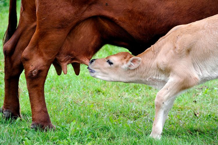 Kvæget havde kopper i England i 1770'erne, og malkepigerne blev ikke smittet af menneskekopper. Det gav først en landmand og siden en læge ideen til at vaccinere mod kopper.  Foto: Carsten Andreasen/POLFOTO