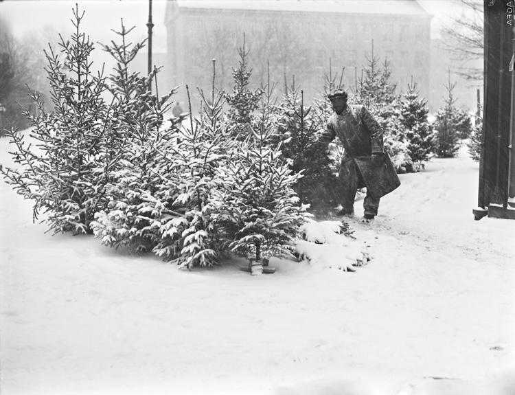  Sneklæde juletræer som disse i København omkring 1930 bliver et sjældent syn i fremtidens Danmark.  Foto: Holger Damgaard/POLFOTO