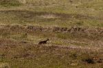 Rådyr i Hanstholm Vildtreservat. Området er en mulig kandidat til at blive udpeget som naturnationalpark. Foto: Peter Hove Olesen/POLFOTO