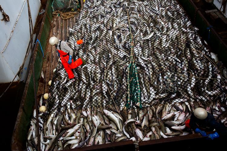 Danske fiskere får reduceret deres fiskekvoter, og det vil formentlig betyde, at det bliver dyrere at få torsk på tallerknen næste år. (Arkivfoto) Foto: Per Folkver/POLFOTO