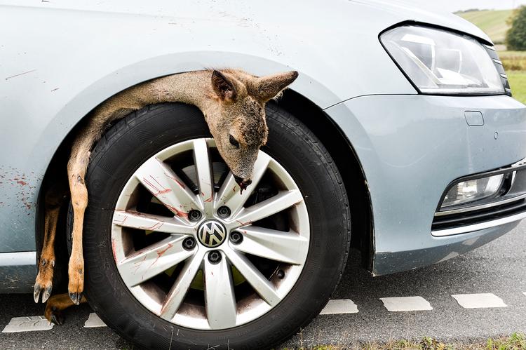 Foto: Ernst van Norde/POLFOTO