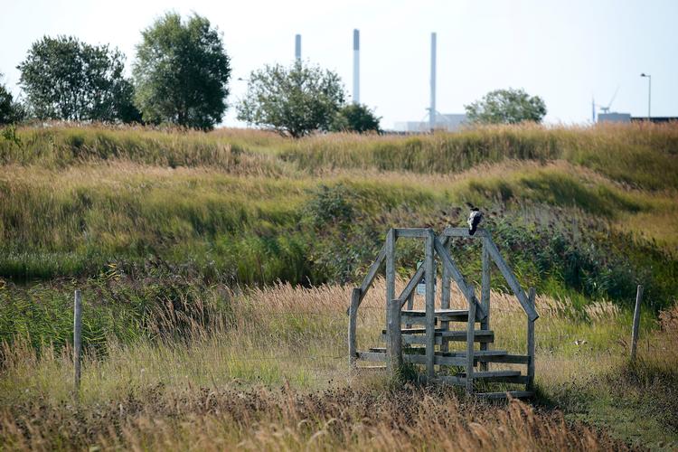 Nordhavnstippen er et oplagt udflugtsmål uden horder af mennesker. Foto: Jens Dresling/POLFOTO