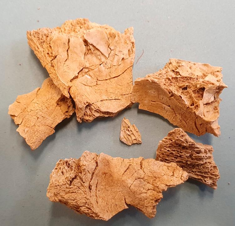 9.000 år gamle kraniedele er dukket op i Sverige. Foto: 10500 Astrid Lennblad/tt/Ritzau Scanpix