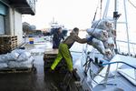 Skotske fiskere oplever besvær med at få deres friske varer til EU i tide på grund af omfattende papirarbejde. Her er det fiskere, der losser kammuslinger på havnen i Oban.  Foto: Russell Cheyne/Ritzau Scanpix