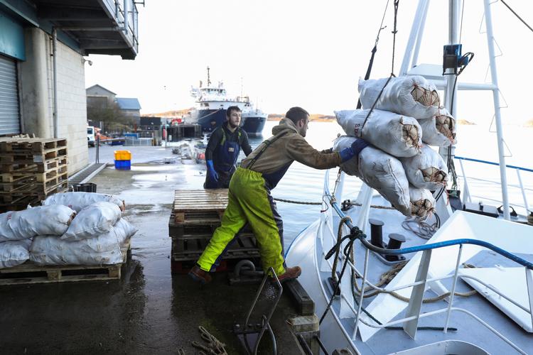 Skotske fiskere oplever besvær med at få deres friske varer til EU i tide på grund af omfattende papirarbejde. Her er det fiskere, der losser kammuslinger på havnen i Oban.  Foto: Russell Cheyne/Ritzau Scanpix