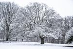 Januar har budt på mere sne og frost end sidste vinter. Her er Skovbakken i Aalborg iklædt vintertøj i sidste uge.  Foto: Henning Bagger/Ritzau Scanpix
