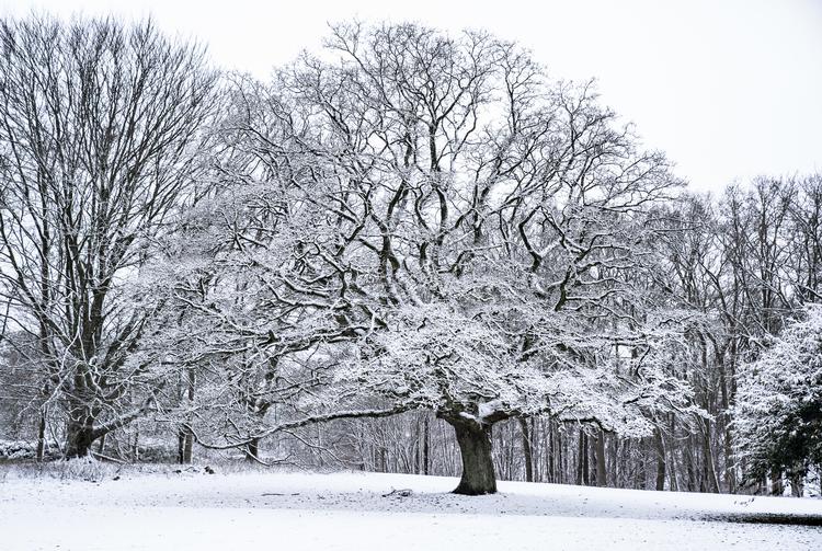 Januar har budt på mere sne og frost end sidste vinter. Her er Skovbakken i Aalborg iklædt vintertøj i sidste uge.  Foto: Henning Bagger/Ritzau Scanpix