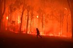 En australsk brandmand arbejder med at stoppe en skovbrand fra at brede sig til en nærliggende skole. Billedet er fra november 2019, da en langvarig tørke udløste en voldsom bølge af store brande i Australien.  Foto: Stringer/Ritzau Scanpix