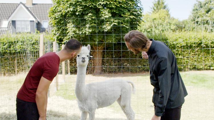 Det er ikke helt utraumatisk ude hos de mennesker – next level dyreelskere – som har fået stjålet deres kænguruer. Pr-foto 