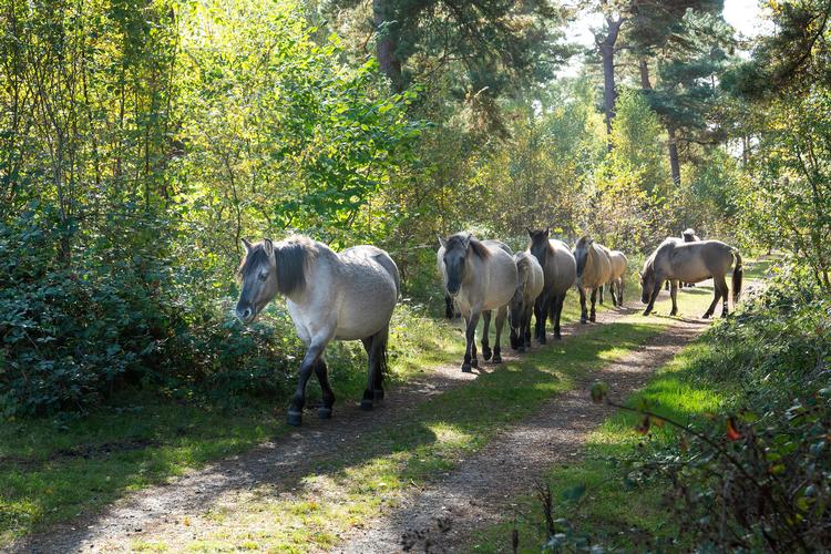 Foto: Peter Hauerbach