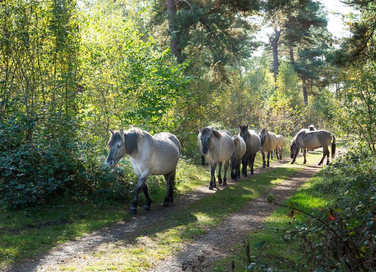 Foto: Peter Hauerbach