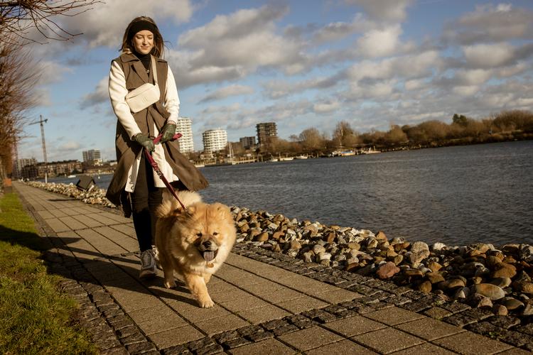 Selv om Yummi kun er et halvt år gammel, fylder hun allerede meget. En chow-chow bliver typisk en halv meter høj, og hendes pels vil vokse sig længere og mere fyldig og kræver børstning tre gange om ugen og bad ca. en gang om måneden.  Foto: Miriam Dalsgaard/POLFOTO