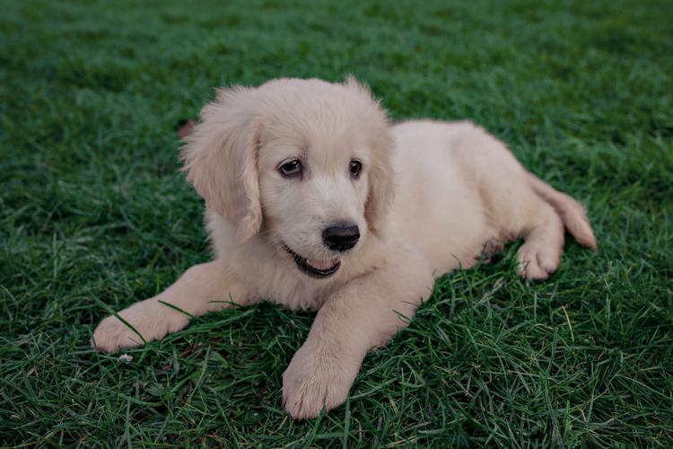 Det går op og ned i popularitet for de forskellige hunderacer. Men golden retriever er evig populær som familiehund. Foto: Miriam Dalsgaard/POLFOTO