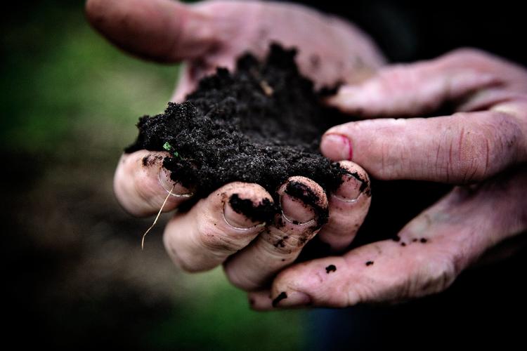 Jorden på de tidligere vådområder er fyldt med såkaldt humus, der farver jorden sort.  Foto: Martin Lehmann