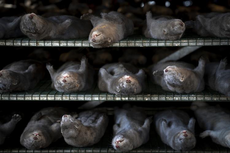 Foto: Mads Nissen/POLFOTO