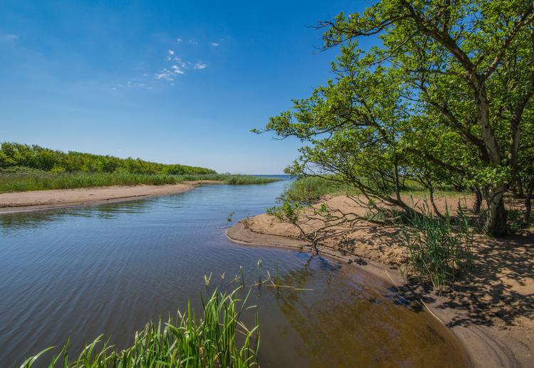 Skjern Å munder ud i Ringkøbing Fjord og skaber et floddelta. Stort naturområde, der er velegnet som naturnationalpark Foto: Rune Engelbreth Larsen Foto 