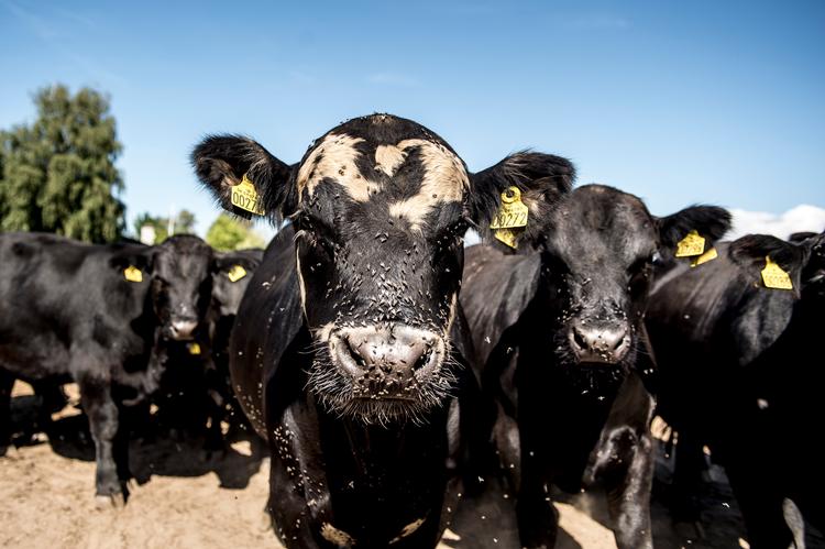 Landbruget står for en tredjedel af Danmarks udslip af drivhusgasser - meget af det fra bøvsende kvæg og udslip fra marker. Landbrugets brancheformand glæder sig over, at regeringen nu har udsat et klimaudspil og vil lytte til erhvervet.   Foto: Mads Claus Rasmussen/Ritzau Scanpix