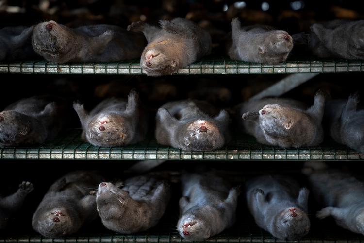 Regeringen besluttede uden lovhjemmel at aflive alle mink i Danmark. Nu afviser den at udlevere sagens dokumenter.
Arkivfoto. Foto: Mads Nissen/POLFOTO