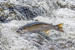  Det giftige kemikalie 6PPD har med stor sandsynlighed været årsag til massedød af den truede sølvlaks i USA, når den er svømmet tilbage til vandøb for at lægge sine æg.  Foto: Rights Managed/ardea.com / Pat and Tom Leeson