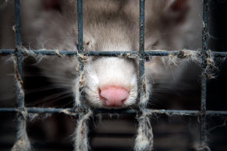 »Hvorfor skal skatteyderne pelses, fordi minkerhvervet lukkes, da det truer folkesundheden? Hvorfor har erhvervet ikke ansvarsforsikringer, som dækker sygdomme og den slags viruspandemier?«, spørger journalist og sociolog Jørgen Øllgaard i dette debatindlæg. Arkivfoto Finn Frandsen