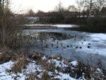 En læser har fotograferet Langedam i Birkerød, hvor fugle flokkes om vågerne. Privatfoto 