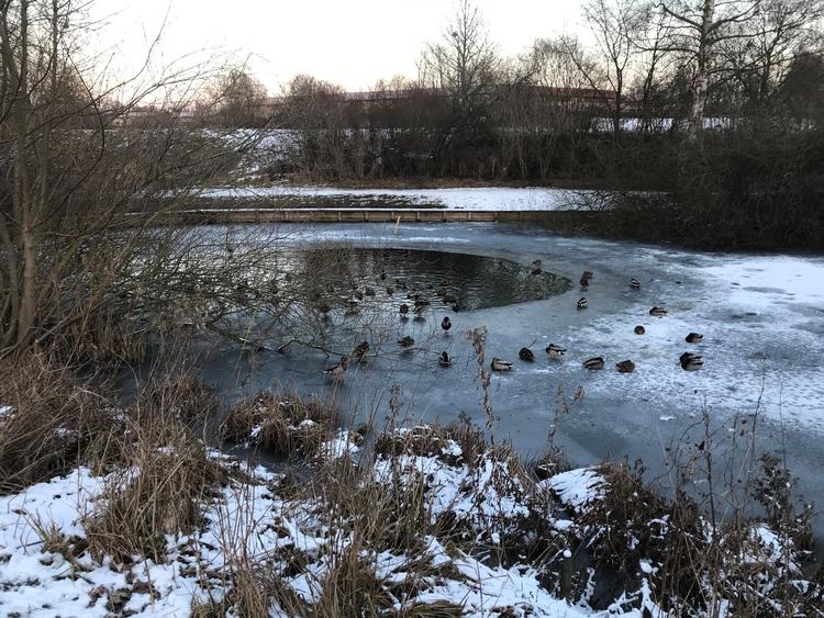 En læser har fotograferet Langedam i Birkerød, hvor fugle flokkes om vågerne. Privatfoto 