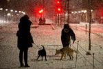 I mit næste liv vil jeg være slædehund i Siriuspatruljen, sagde den ene hund til den anden, da de mandag aften endelig havde fået lokket deres ejere med ud i snevejret på Sønder Boulevard i København. Foto: Finn Frandsen/POLFOTO